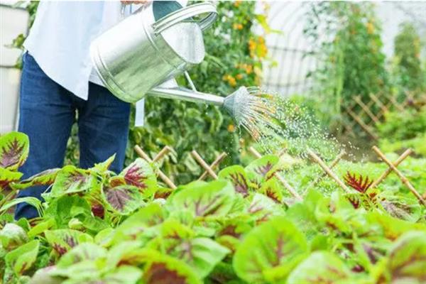 8月至10月份适合种什么菜，可以种萝卜、空心菜、菠菜等