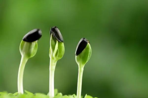 花卉种子怎么种容易发芽，需要对其种子进行催芽