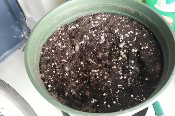 万寿菊的种植方法，建议在每年的春秋季节进行