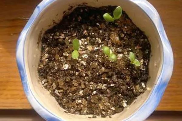 万寿菊的种植方法，建议在每年的春秋季节进行