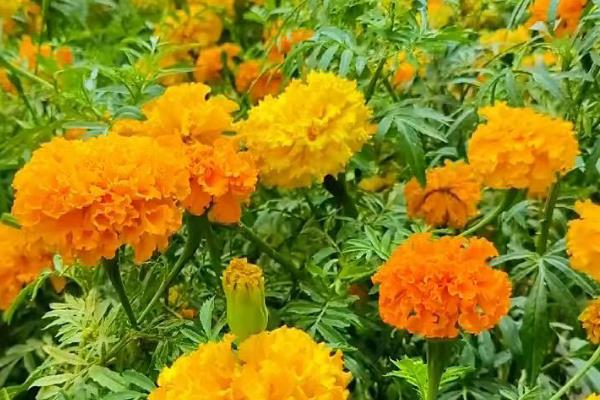 万寿菊的种植方法，建议在每年的春秋季节进行