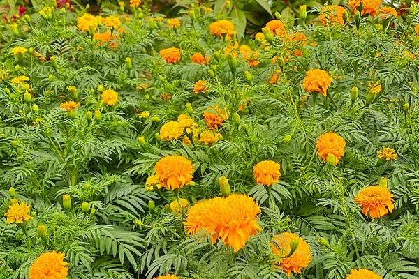 万寿菊的种植方法，建议在每年的春秋季节进行