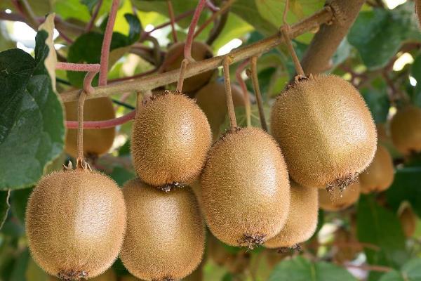 猕猴桃树的形态特征,其茎干细长且颜色为褐色