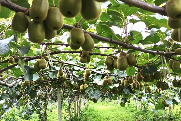猕猴桃树的形态特征,其茎干细长且颜色为褐色