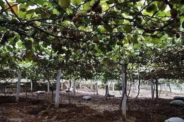 猕猴桃树的形态特征,其茎干细长且颜色为褐色