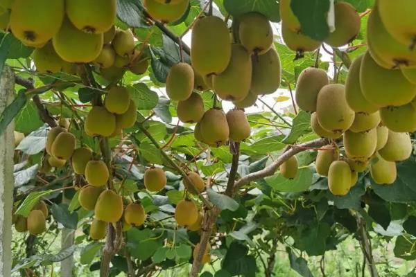 猕猴桃树的形态特征,其茎干细长且颜色为褐色