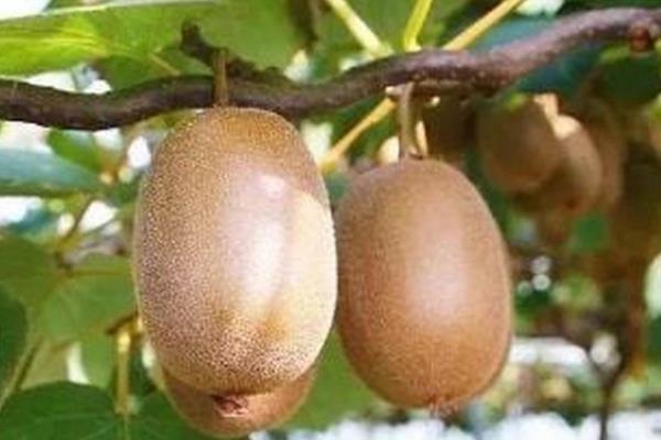 猕猴桃树的形态特征,其茎干细长且颜色为褐色