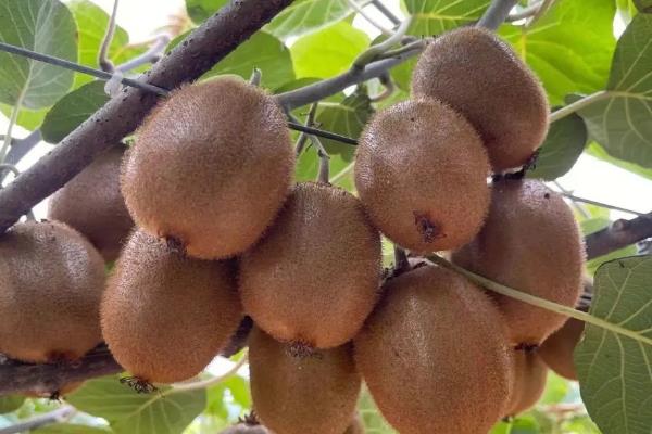 猕猴桃树的形态特征,其茎干细长且颜色为褐色