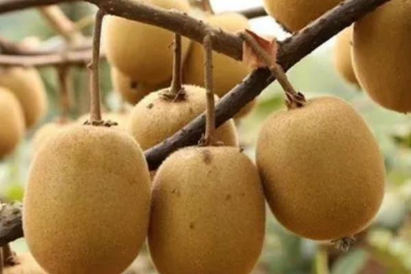 猕猴桃树的形态特征,其茎干细长且颜色为褐色