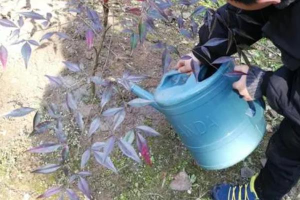 幸福树的养殖方法，将温度保持在20-30℃