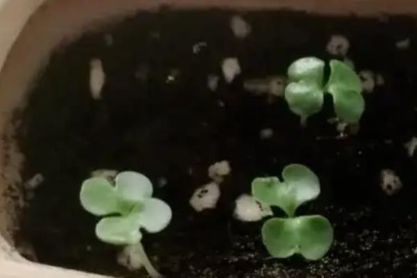 幸福树的养殖方法，将温度保持在20-30℃