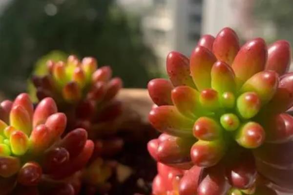 怎么养虹之玉多肉，喜欢在偏干燥的环境中生长