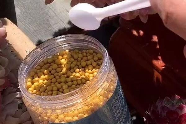 怎么养虹之玉多肉，喜欢在偏干燥的环境中生长