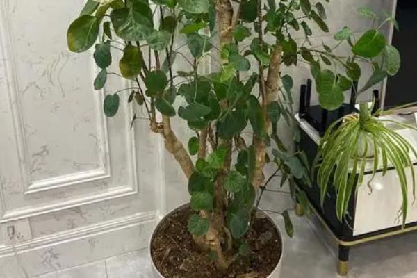 金钱兜叶子发黄的原因，可能是土壤不适或水肥不当所致
