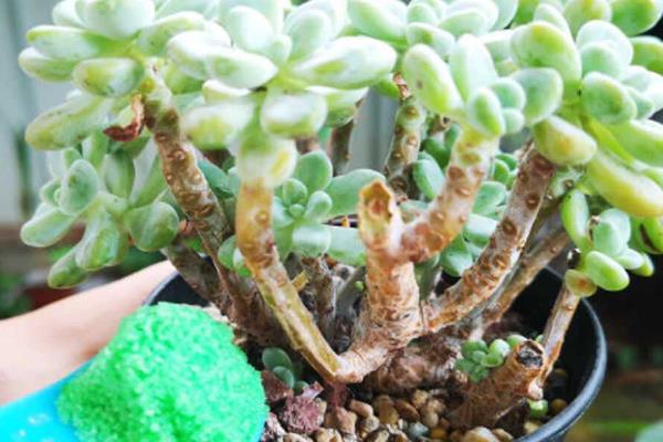 红粉台阁徒长如何处理，对植株砍头能避免枝条过长