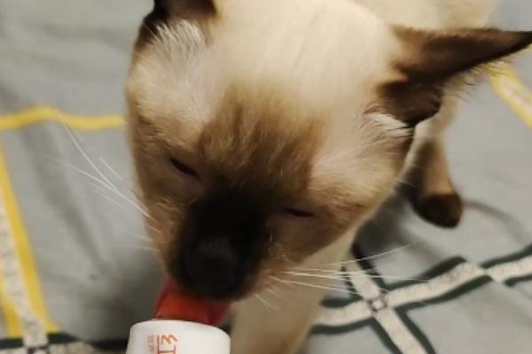 猫怎么吃化毛膏，可以在大量换毛的时候使用