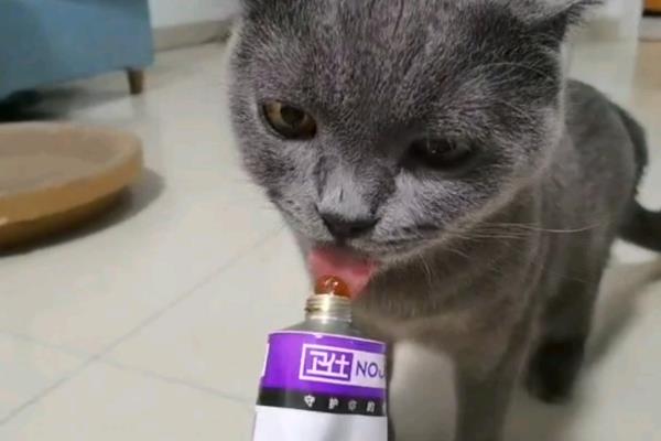 猫怎么吃化毛膏，可以在大量换毛的时候使用