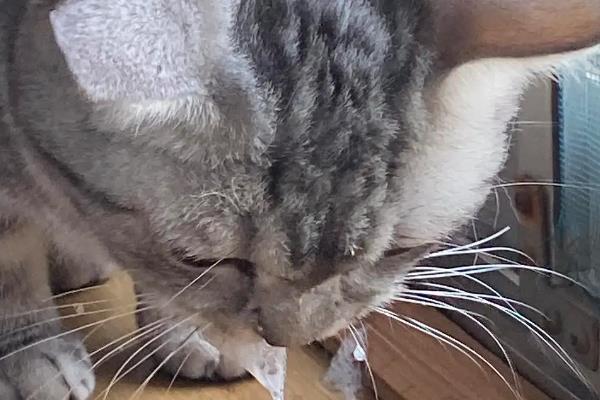 猫怎么吃化毛膏，可以在大量换毛的时候使用