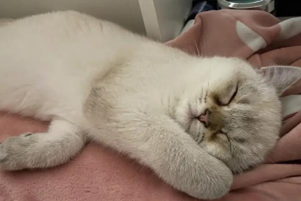 猫怎么吃化毛膏，可以在大量换毛的时候使用