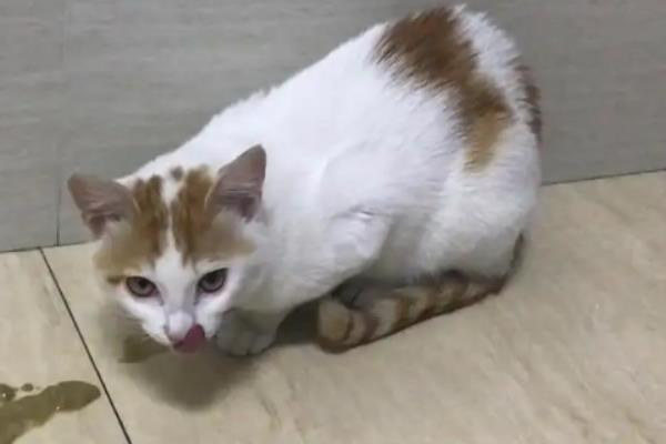 猫怎么吃化毛膏，可以在大量换毛的时候使用