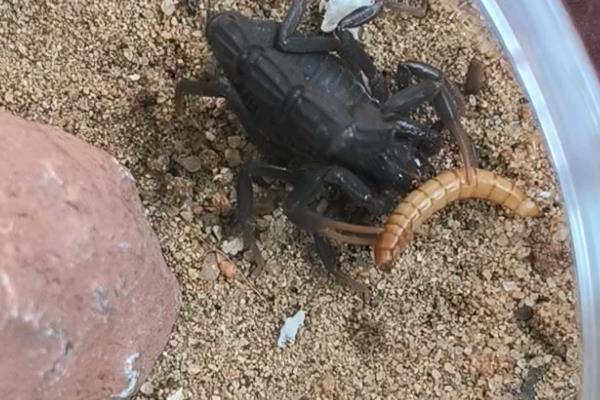 蝎子怎么养殖，根据当前温度调整投食次数