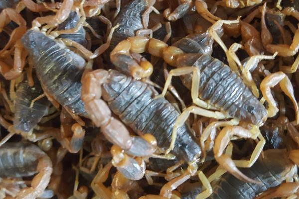 蝎子怎么养殖，根据当前温度调整投食次数