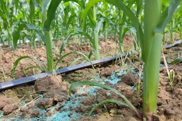 玉米苗叶片发黄防治方法，播种时施入磷酸二铵可有效预防