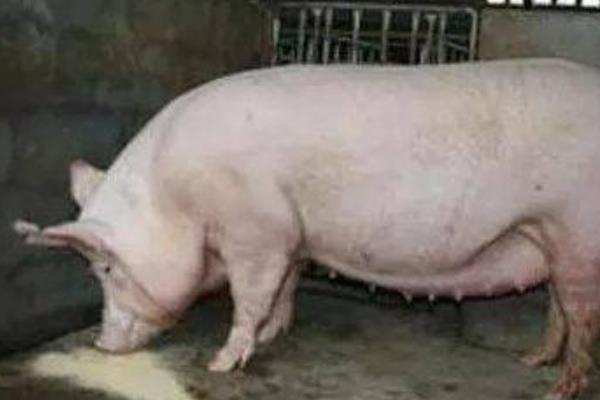 妊娠期母猪的除螨方法，体外寄生虫可喷施除螨灵和金碘