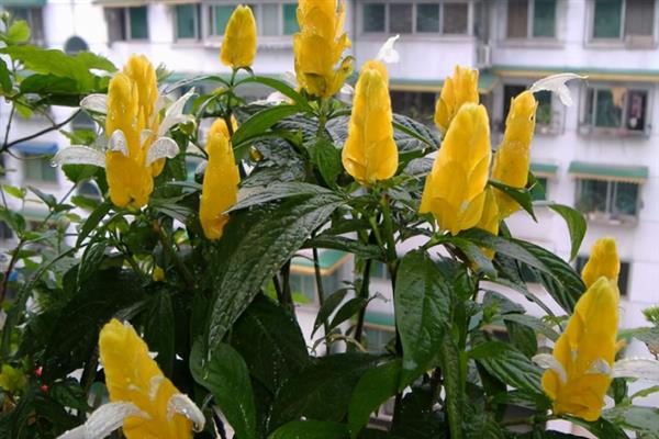 黄金塔不开花的原因，缺光、缺肥、未修剪等因素均会导致