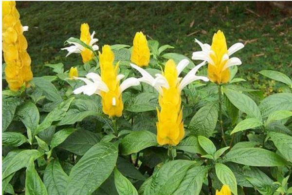 黄金塔不开花的原因，缺光、缺肥、未修剪等因素均会导致