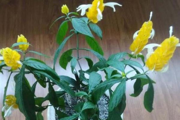 黄金塔不开花的原因，缺光、缺肥、未修剪等因素均会导致