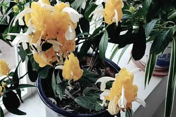 黄金塔不开花的原因，缺光、缺肥、未修剪等因素均会导致
