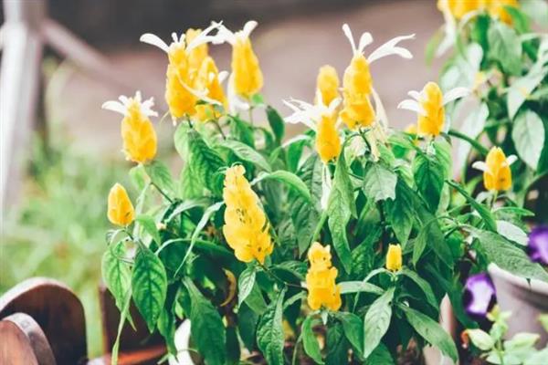 黄金塔不开花的原因，缺光、缺肥、未修剪等因素均会导致