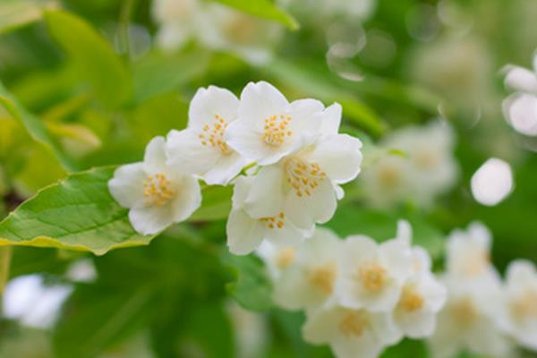 哪些花有负面的花语，天仙子、大王花等品种具有负面含义