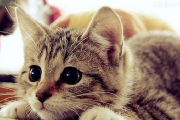 猫咪肾不好有什么注意事项，不能饲喂偏酸、含磷量较多的食物