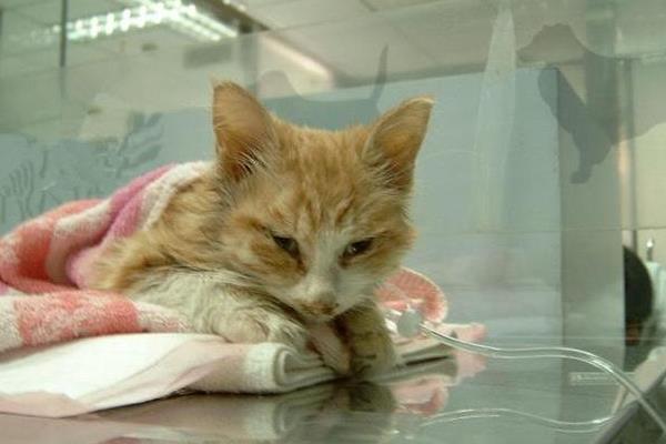 猫咪肾不好有什么注意事项，不能饲喂偏酸、含磷量较多的食物