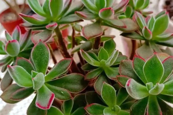 怎么养红兔耳多肉植物，适宜的生长温度在20-30℃