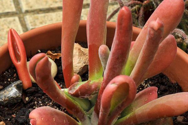 怎么养红兔耳多肉植物，适宜的生长温度在20-30℃