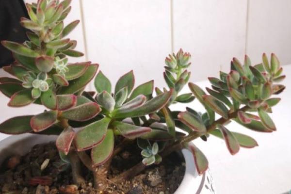 怎么养红兔耳多肉植物，适宜的生长温度在20-30℃