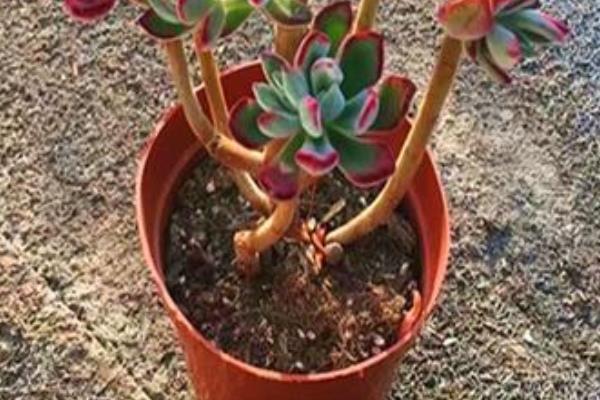 怎么养红兔耳多肉植物，适宜的生长温度在20-30℃