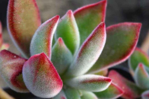 怎么养红兔耳多肉植物，适宜的生长温度在20-30℃