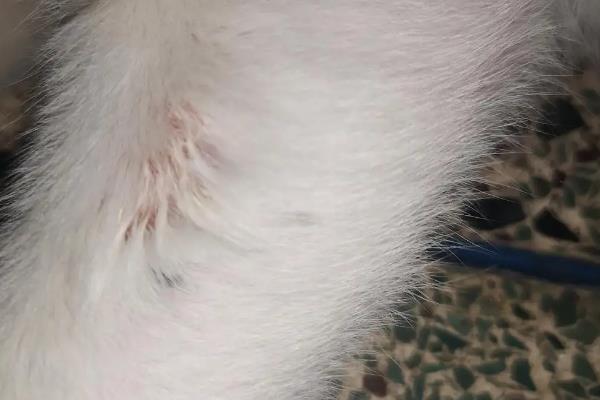 猫毛结块的原因，可能是长时间未梳理或患有皮肤病等