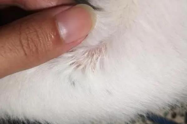 猫毛结块的原因，可能是长时间未梳理或患有皮肤病等