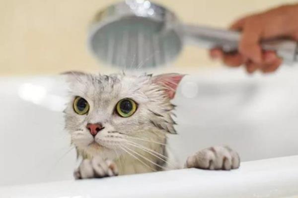 猫毛结块的原因，可能是长时间未梳理或患有皮肤病等