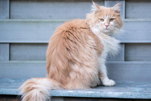 猫毛结块的原因，可能是长时间未梳理或患有皮肤病等