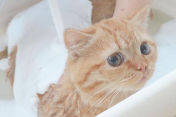 猫毛结块的原因，可能是长时间未梳理或患有皮肤病等