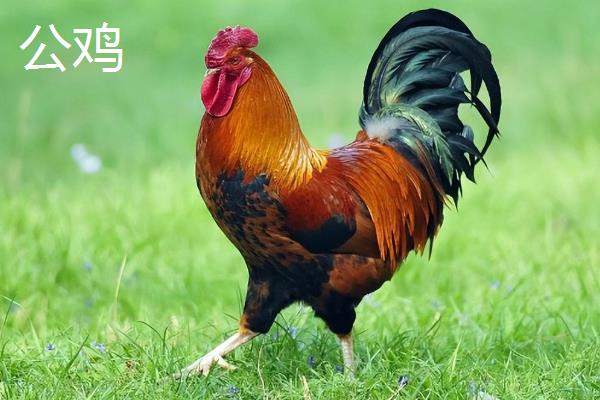 公鸡和母鸡的区别是什么，鸡冠、体型和眼睛均不同