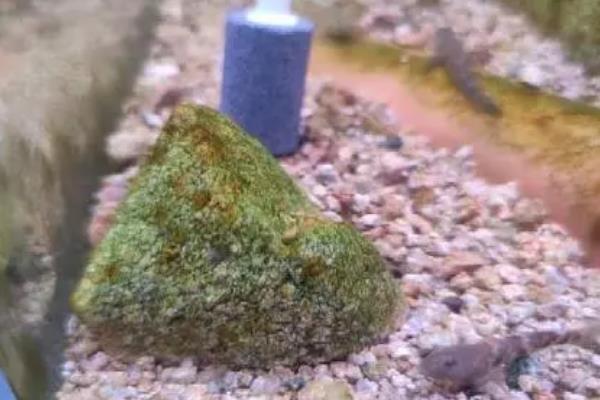 鱼缸石头上的褐藻要去除吗，数量不多的情况下不用去除