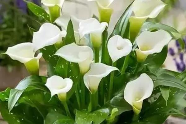 马蹄莲的过冬方法，室温要保持在16℃以上