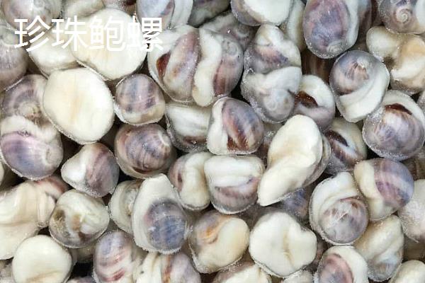 珍珠鲍螺的产地,主要分布在广东、湖南、江苏等地